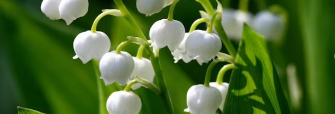 Lily Of The Valley LLC